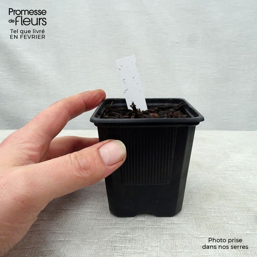 Example of Hosta undulata var albomarginata Kweekpotje van 8/9 cm as you get in hiver