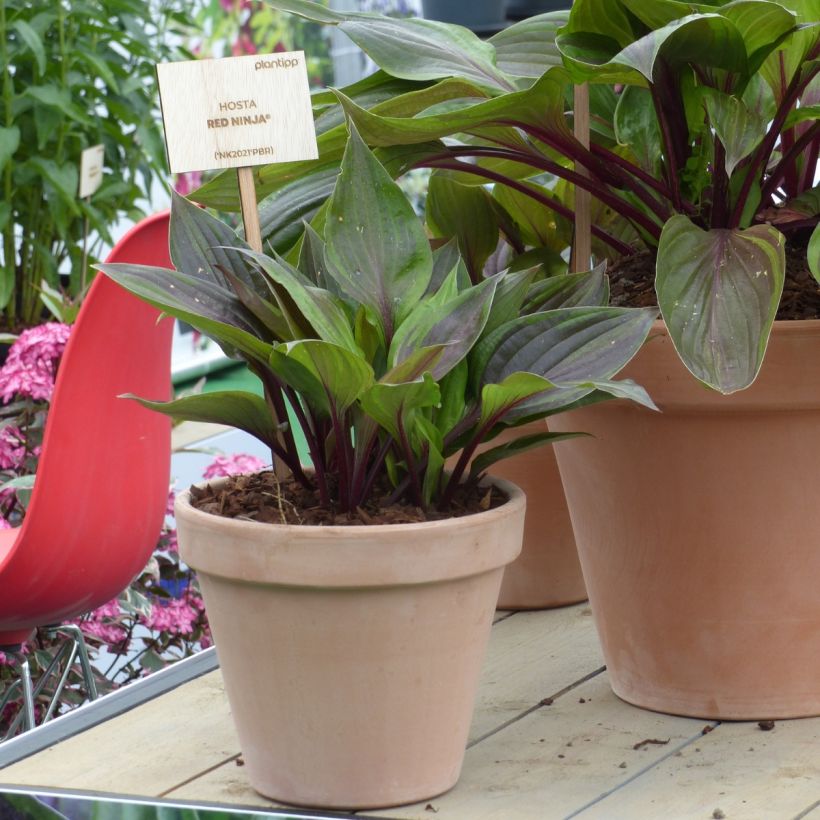Hosta Red Ninja - Hartlelie (Groeiplaats)