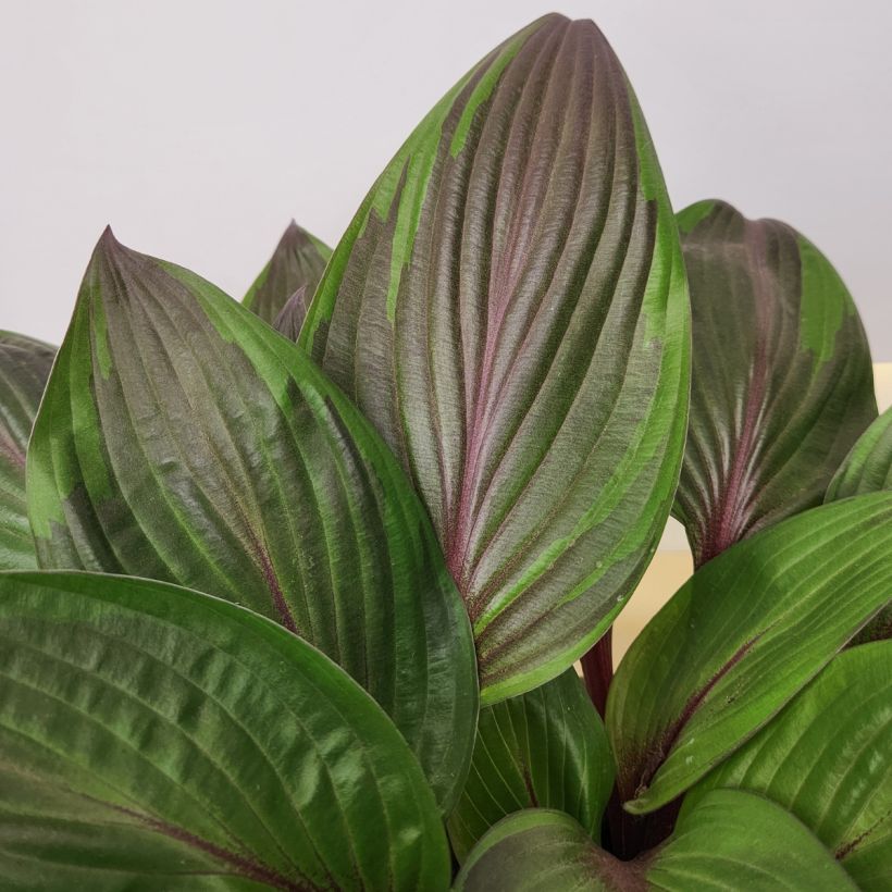 Hosta Red Ninja - Hartlelie (Blad)