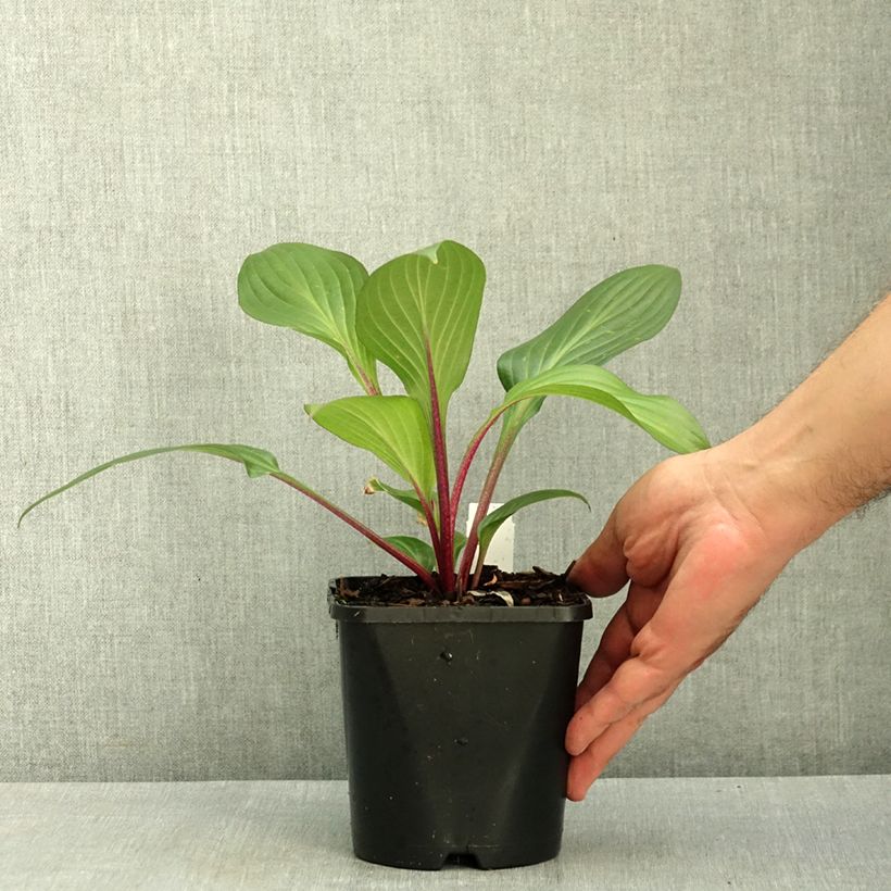 Exemplaar van Hosta Red Ninja - Hartlelie Pot van 2 l/3 l zoals geleverd in de zomer