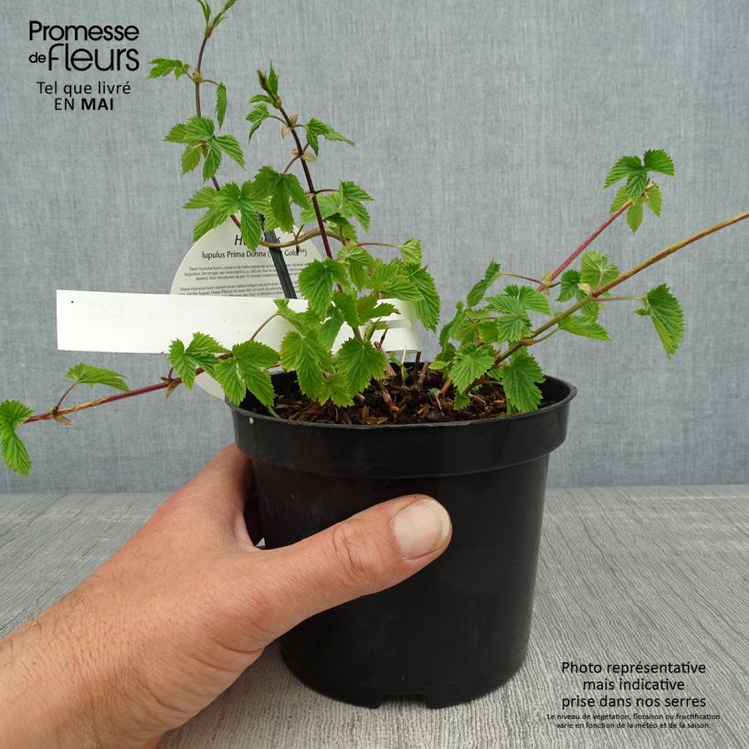 Exemplaar van Hop Prima Donna - Humulus lupulus Pot van 1,5 l/2 l zoals geleverd in de lente