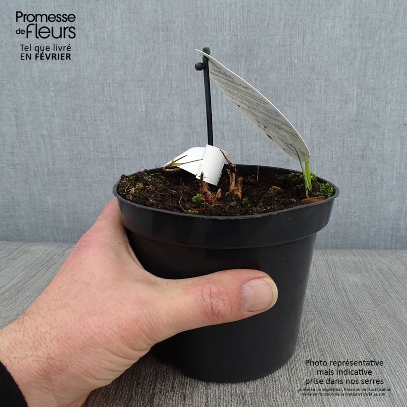 Example of Hop Prima Donna - Humulus lupulus Pot van 1,5 l/2 l as you get in hiver