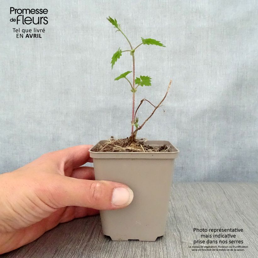 Exemplaar van Hop - Humulus lupulus Kweekpotje van 8/9 cm zoals geleverd in de lente