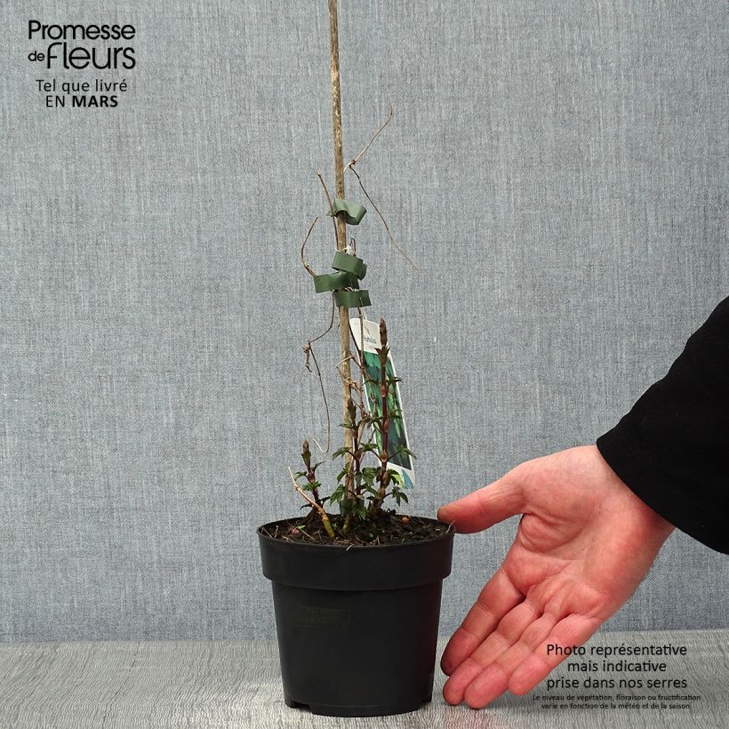 Example of Houblon - Humulus lupulus Pot van 1,5 l/2 l as you get in hiver