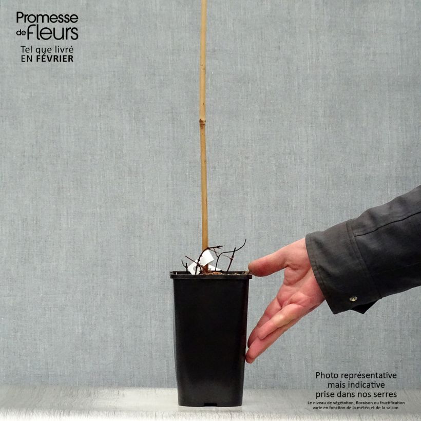 Example of Houblon doré - Humulus lupulus Aureus Pot van 1,5 l/2 l as you get in hiver