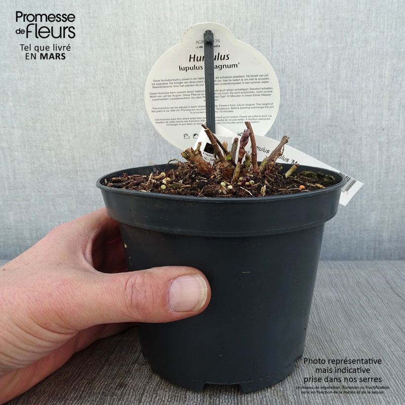 Example of Houblon vert - Humulus lupulus Magnum Pot van 1,5 l/2 l as you get in hiver