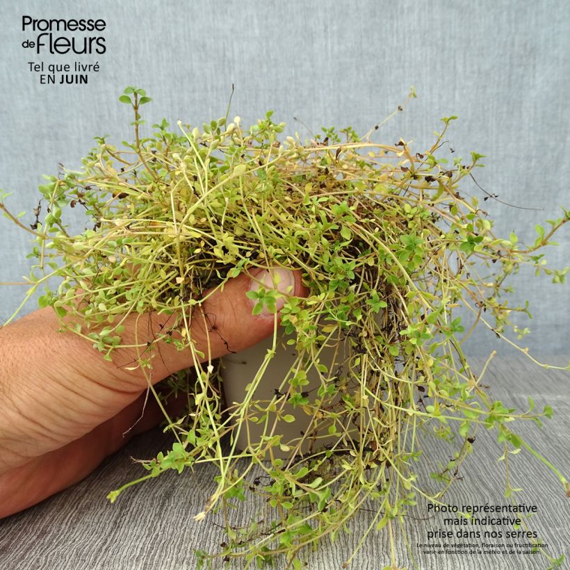 Exemplaar van Houstonia caerulea Millard's Variety - Porseleinsterretje Kweekpotje van 8/9 cm zoals geleverd in de zomer