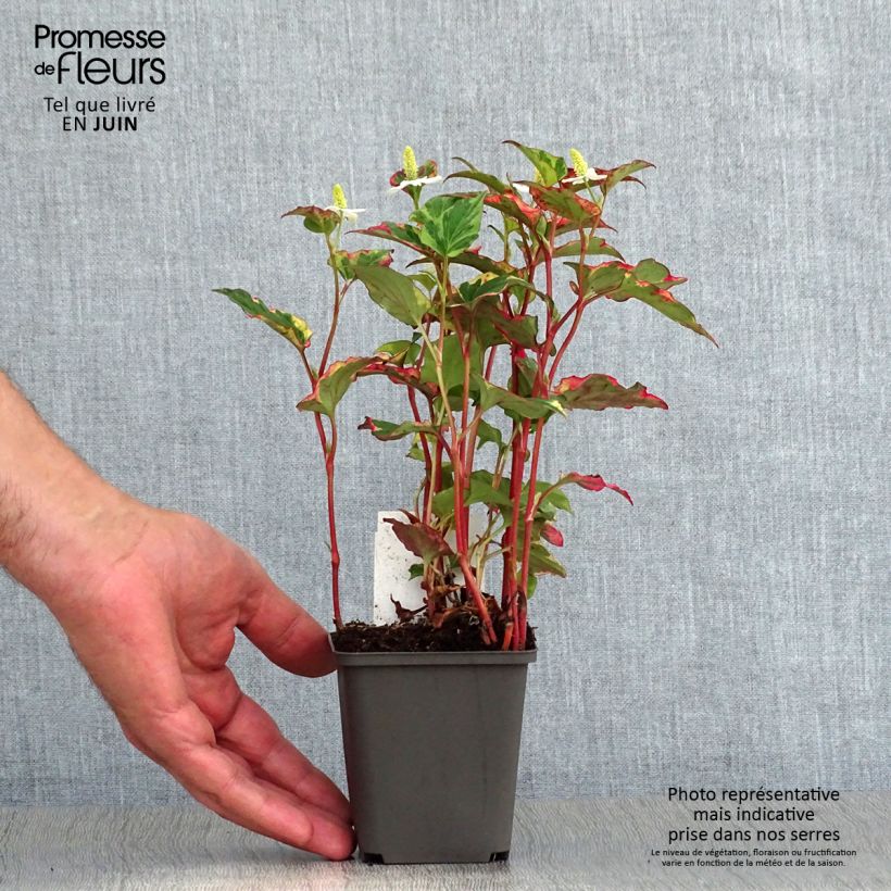 Exemplaar van Houttuynia cordata Chameleon - Moerasanemoon Kweekpotje van 7/8 cm zoals geleverd in de zomer
