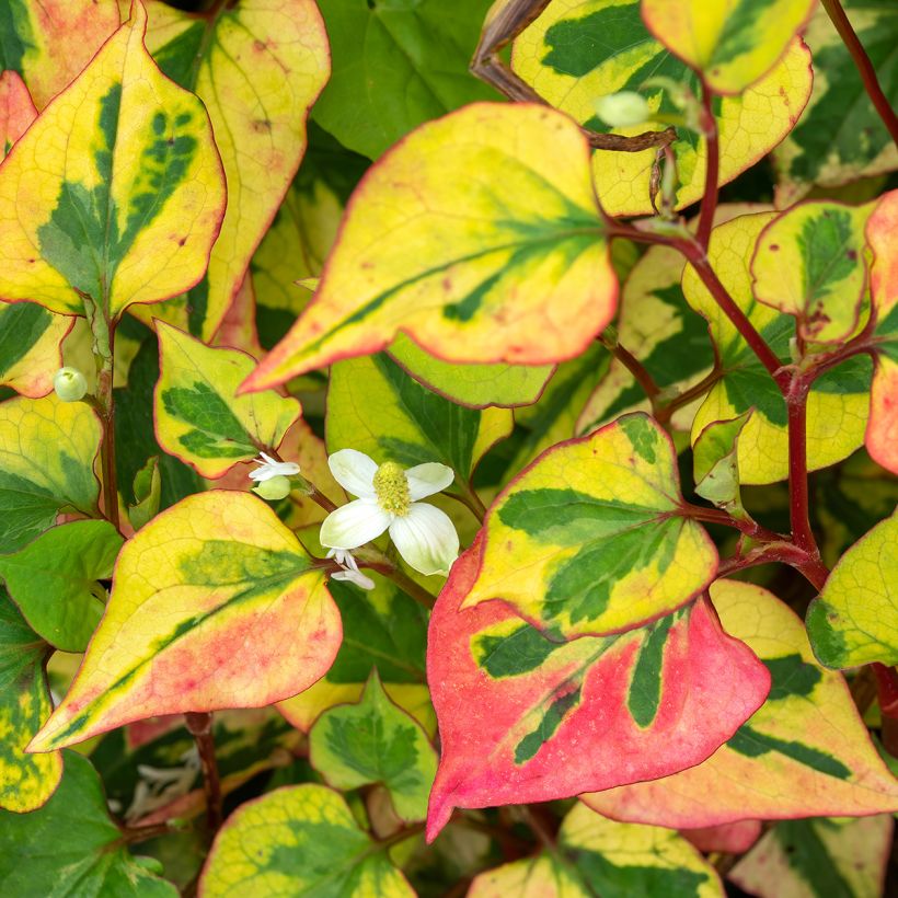 Houttuynia cordata Chameleon - Moerasanemoon (Bloei)