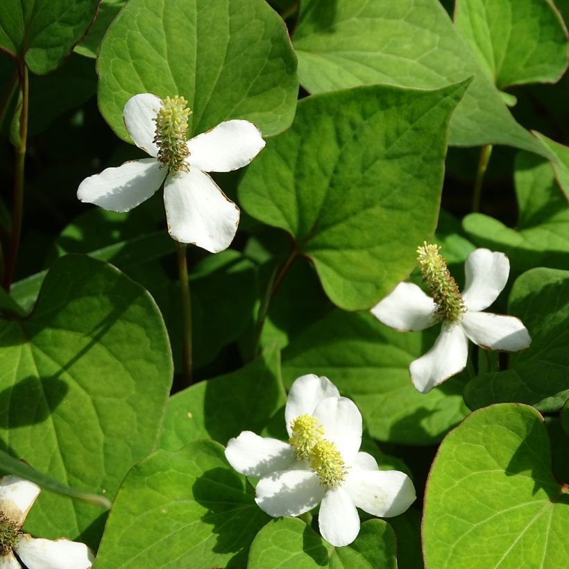 Houttuynia cordata - Moerasanemoon (Flowering)