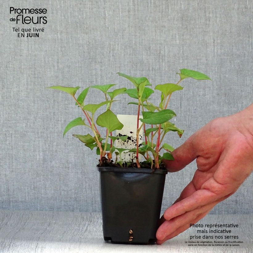 Exemplaar van Houttuynia cordata - Moerasanemoon Kweekpotje van 8/9 cm zoals geleverd in de zomer