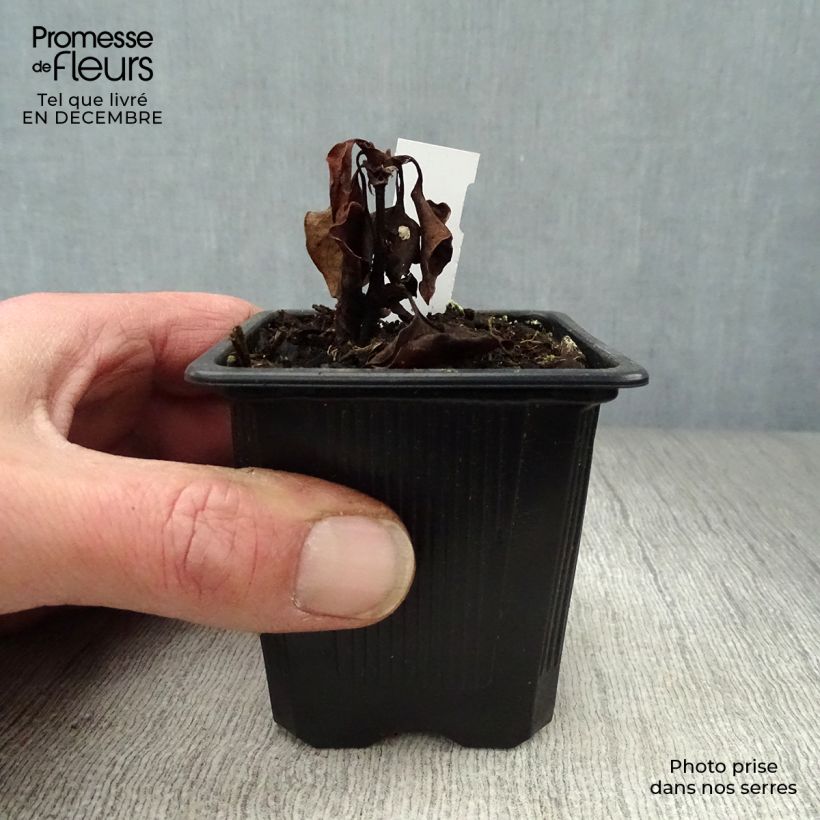 Example of Houttuynia cordata - Coriandre des bois Kweekpotje van 8/9 cm as you get in hiver