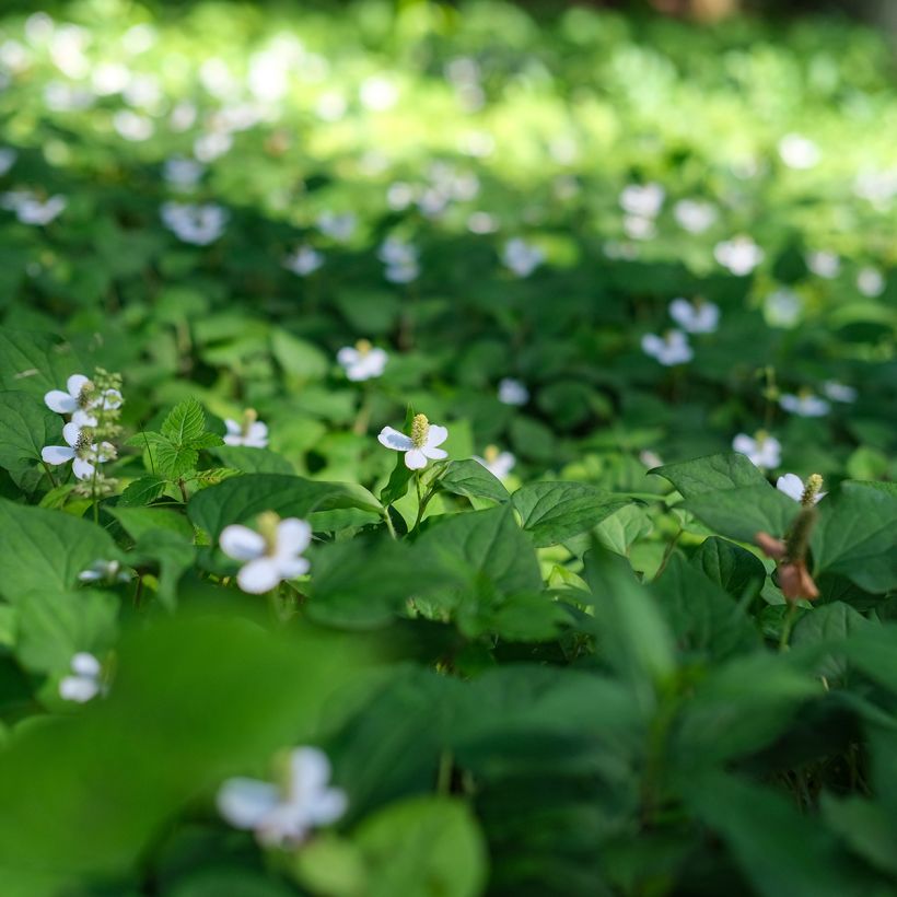 Houttuynia cordata - Moerasanemoon (Groeiplaats)