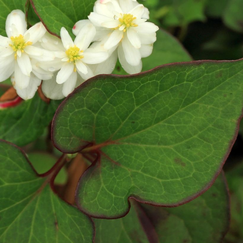 Houttuynia cordata Flore Pleno - Moerasanemoon (Blad)