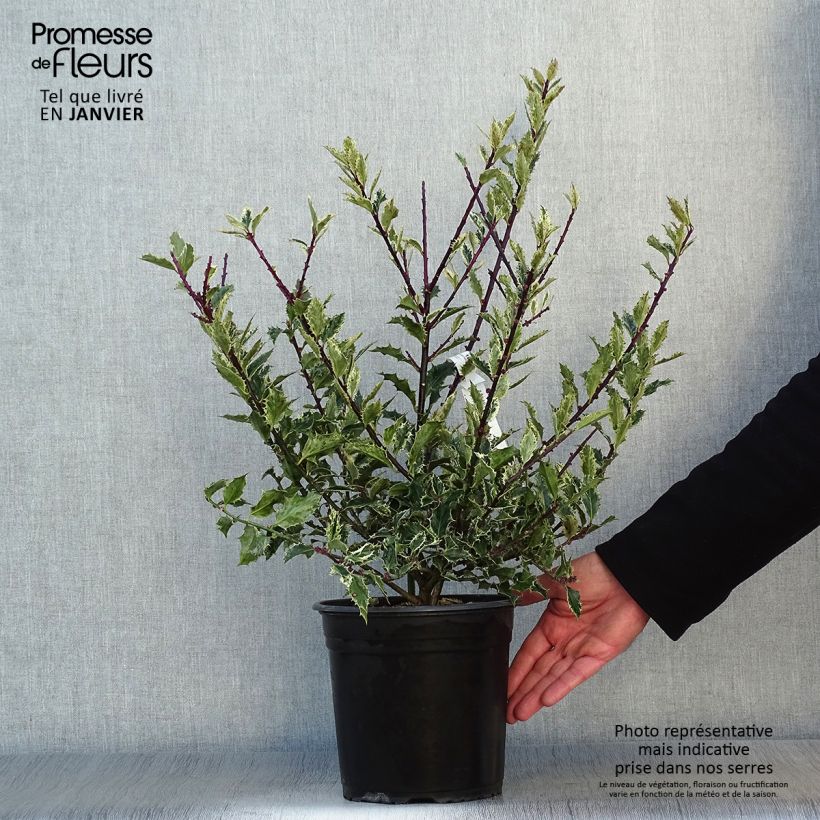 Example of Ilex aquifolium Ingramii - Hulst Pot van 2 l/3 l as you get in hiver