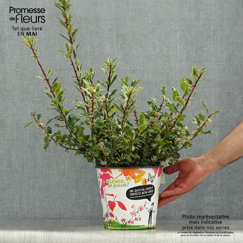 Exemplaar van Ilex aquifolium Ingramii - Hulst Pot van 2 l/3 l zoals geleverd in de lente