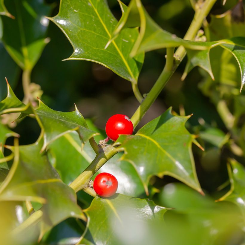 Ilex meserveae Heckenfee - Kastanjebladige hulst (Harvest)