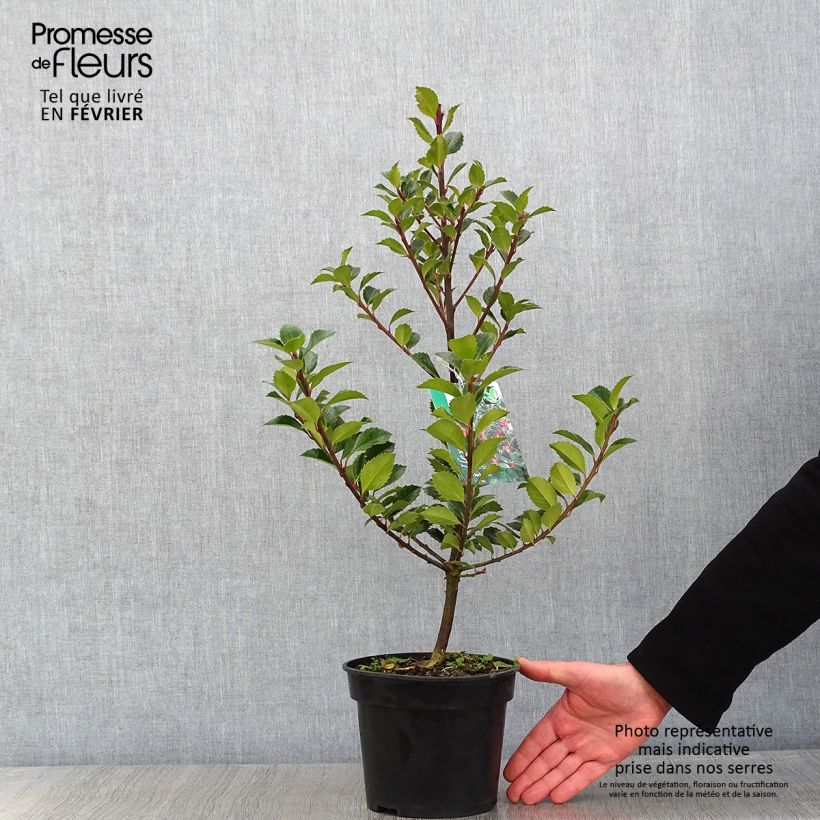 Example of Houx - Ilex meserveae Heckenfee Pot van 2 l/3 l as you get in hiver