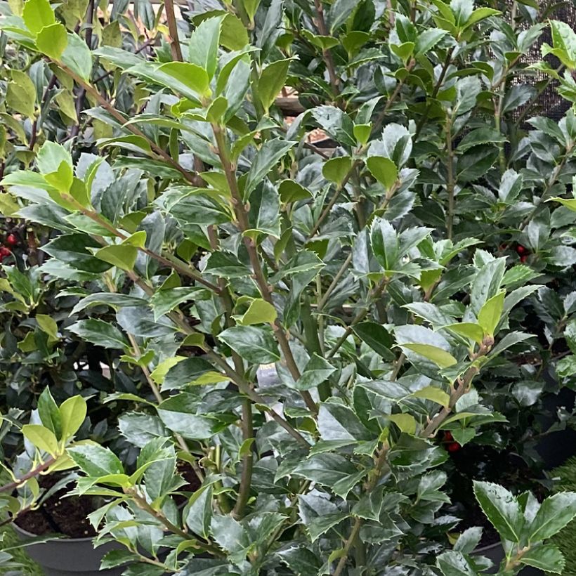 Ilex meserveae Heckenpracht - Kastanjebladige hulst (Foliage)