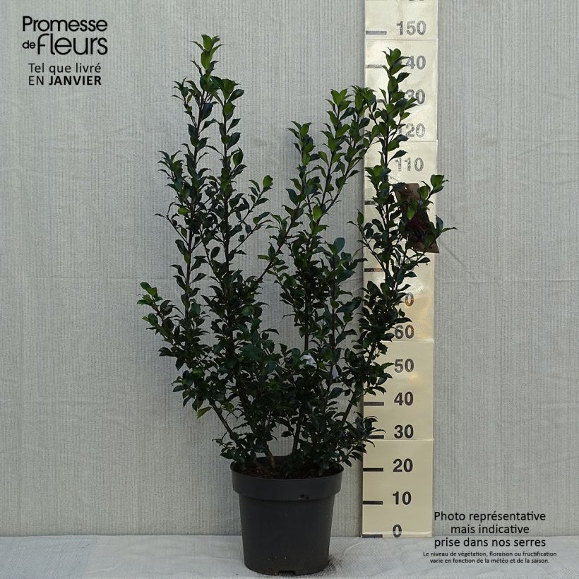 Example of Houx - Ilex (x) meserveae Mesid Pot van 12 l/15 l as you get in hiver