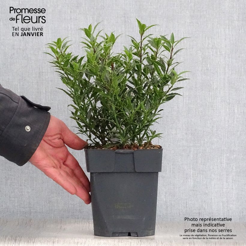Example of Houx à feuilles de Myrte - Ilex aquifolium Myrtifolia Pot van 2 l/3 l as you get in hiver