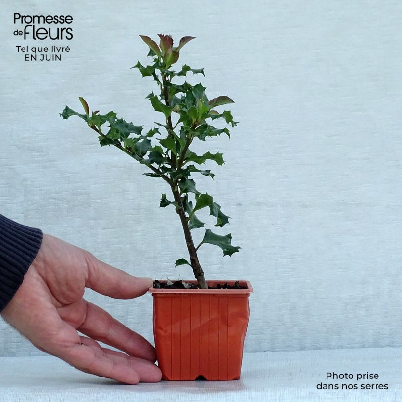 Exemplaar van Ilex meserveae Blue Angel - Kastanjebladige hulst Kweekpotje van 8/9 cm zoals geleverd in de zomer