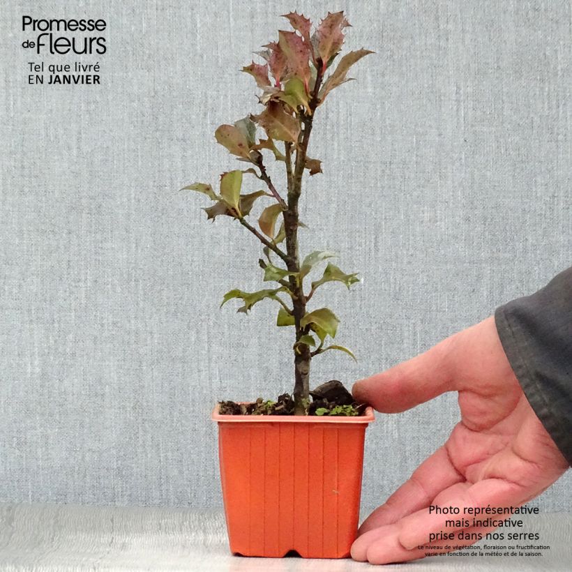 Example of Ilex meserveae Blue Angel - Kastanjebladige hulst Kweekpotje van 8/9 cm as you get in hiver