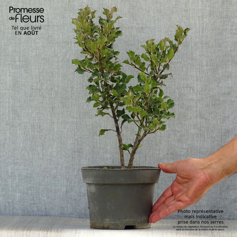 Exemplaar van Ilex meserveae Blue Angel - Kastanjebladige hulst Pot van 2 l/3 l zoals geleverd in de zomer