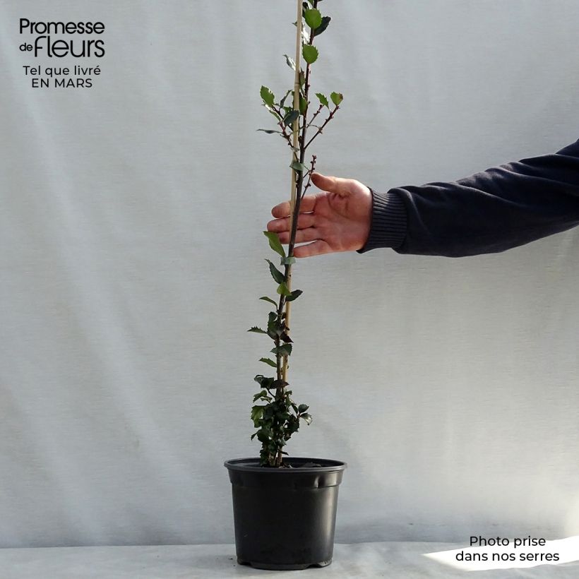Exemplaar van Ilex meserveae Blue Prince - Blauwe hulst Pot van 2 l/3 l zoals geleverd in de lente