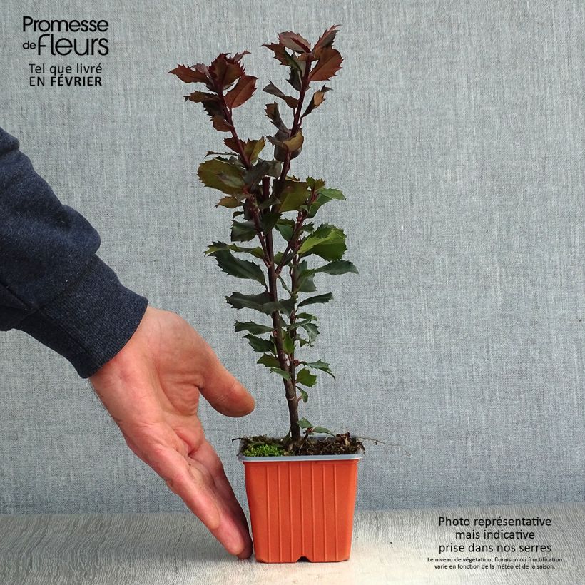 Example of Ilex meserveae Blue Prince - Blauwe hulst Kweekpotje van 8/9 cm as you get in hiver