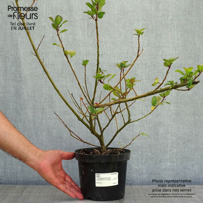 Exemplaar van Ilex meserveae Blue Prince - Blauwe hulst Pot van 2 l/3 l zoals geleverd in de zomer
