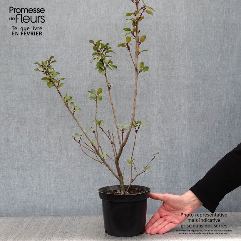 Example of Ilex meserveae Blue Prince - Blauwe hulst Pot van 2 l/3 l as you get in hiver