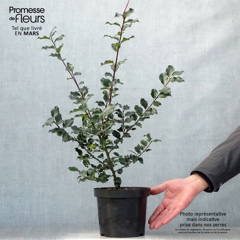 Exemplaar van Ilex meserveae Blue Princess - Kastanjebladige hulst Pot van 2 l/3 l zoals geleverd in de lente