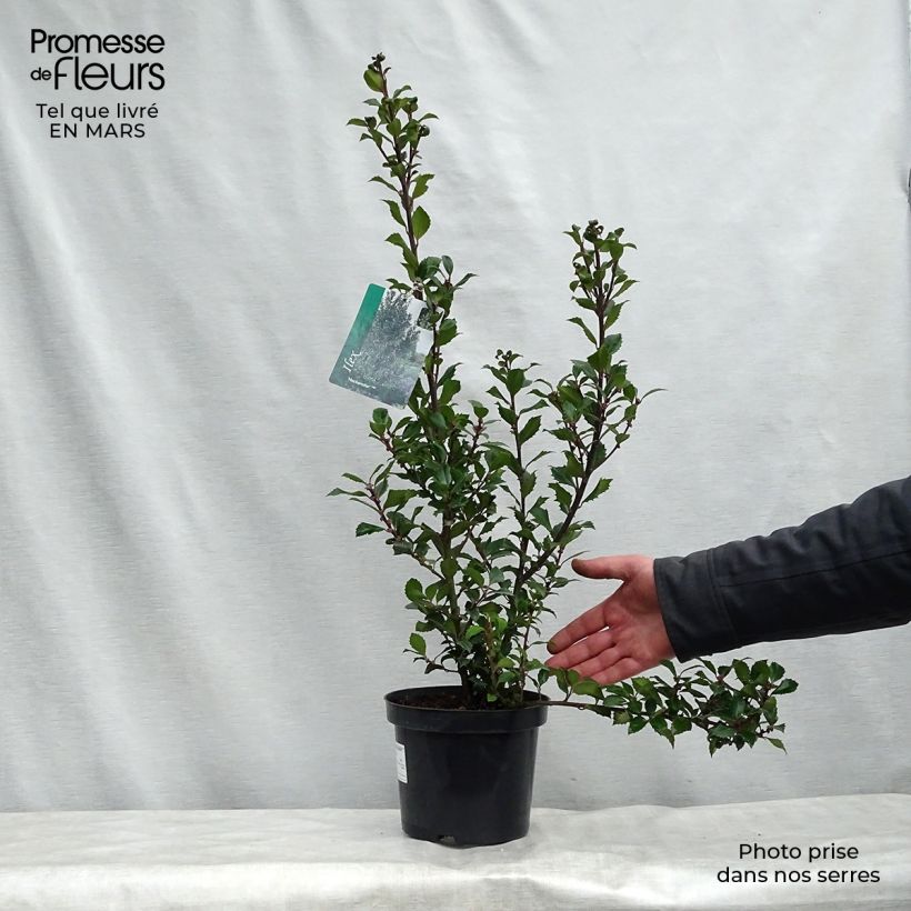 Exemplaar van Ilex meserveae Heckenstar - Blauwe hulst Pot van 2 l/3 l zoals geleverd in de lente