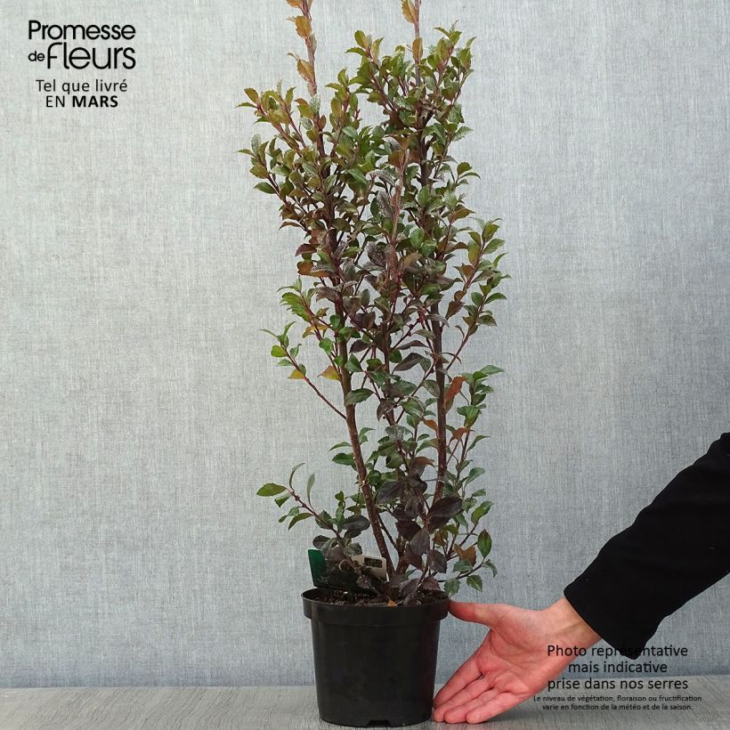 Example of Houx américain - Ilex meserveae Heckenstar Pot van 2 l/3 l as you get in hiver