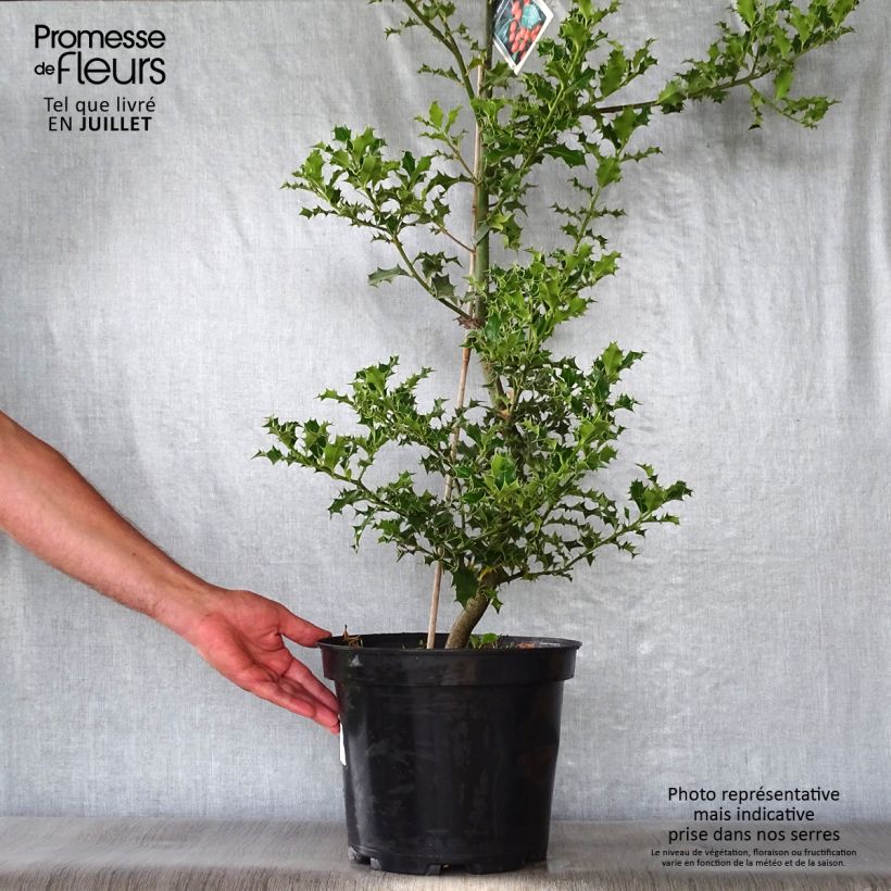 Exemplaar van Ilex aquifolium - Hulst Pot van 7,5 l/10 l zoals geleverd in de zomer