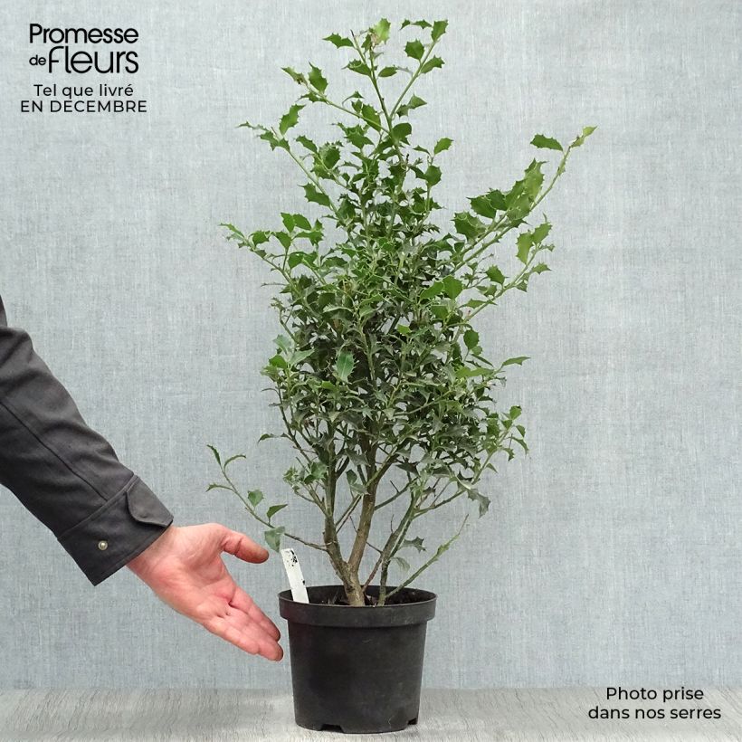 Example of Houx commun - Ilex aquifolium Alaska Pot van 2 l/3 l as you get in hiver