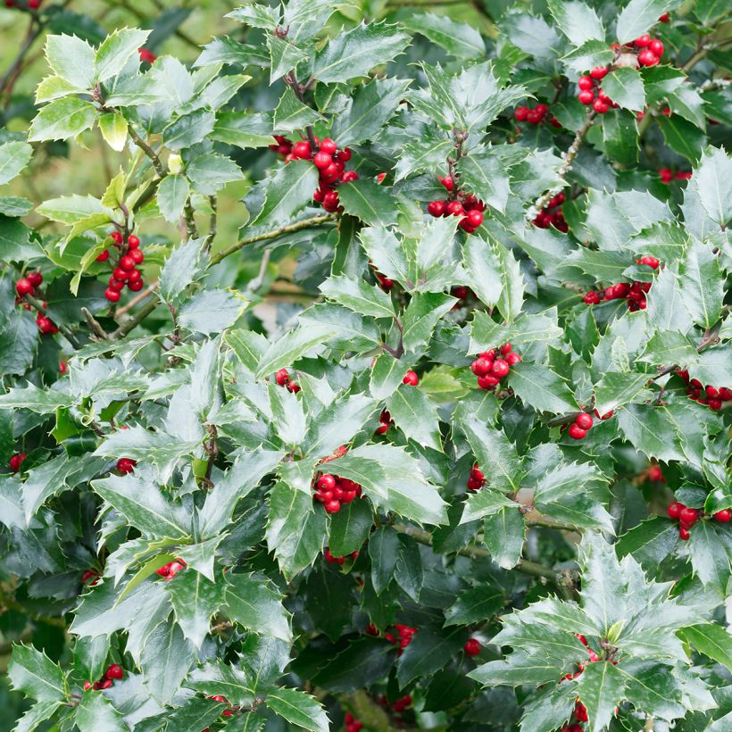 Ilex aquifolium Alaska - Hulst (Foliage)