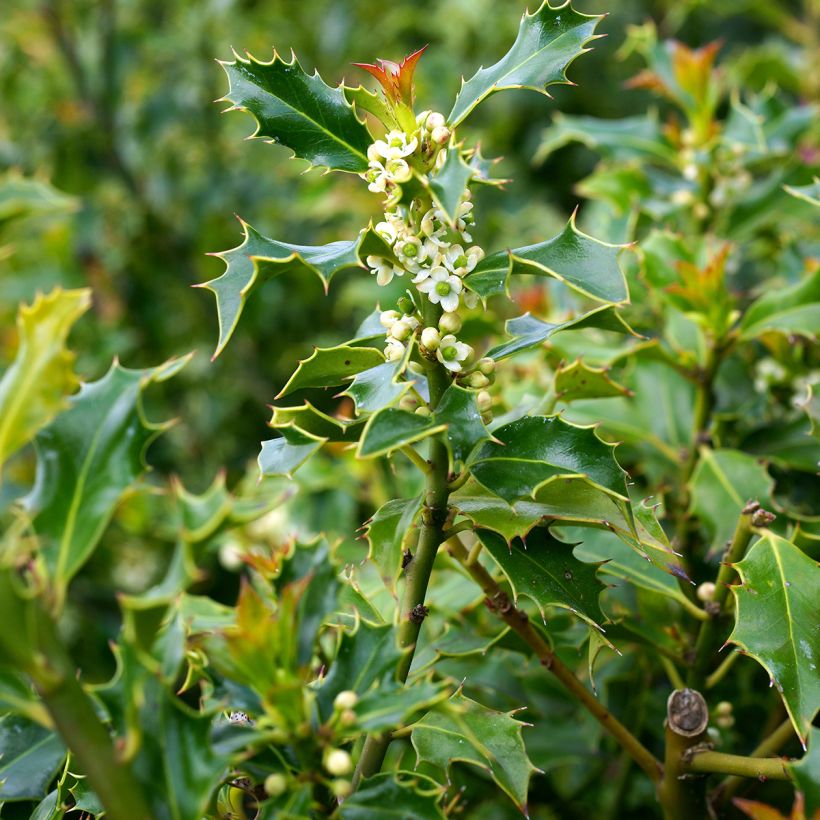 Ilex aquifolium Alaska - Hulst (Flowering)