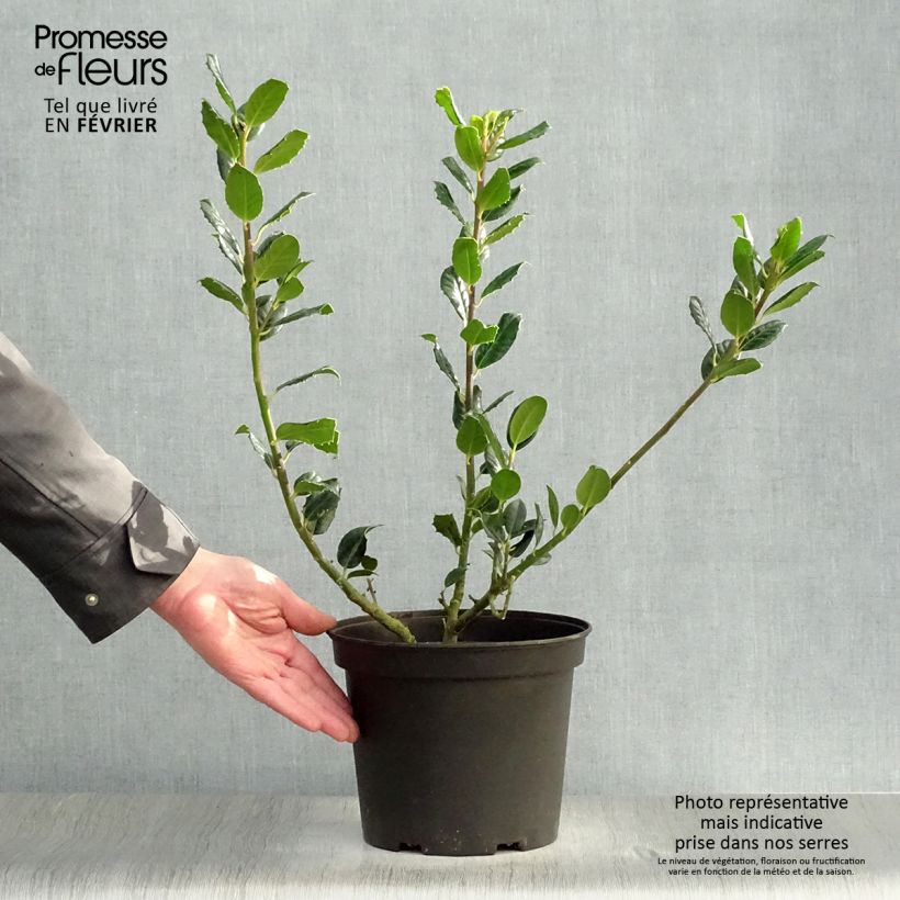 Example of Ilex aquifolium JC Van Tol - Hulst Pot van 2 l/3 l as you get in hiver