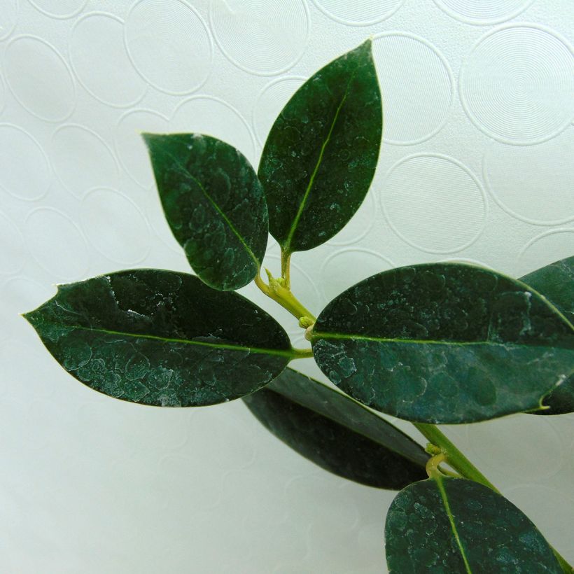 Ilex aquifolium JC Van Tol - Hulst (Foliage)