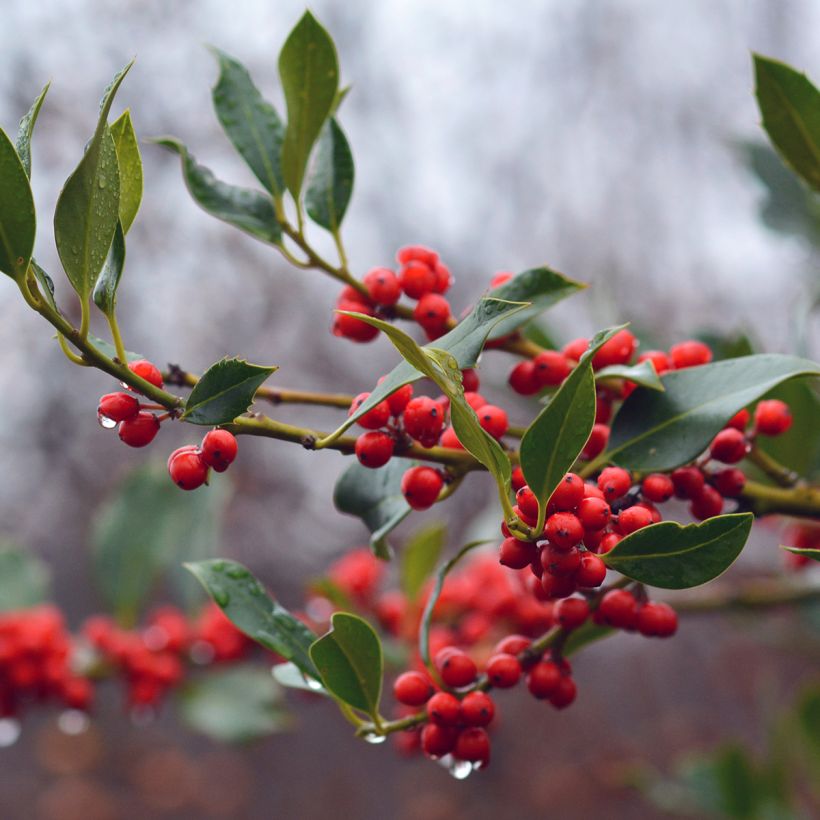 Ilex aquifolium JC Van Tol - Hulst (Harvest)