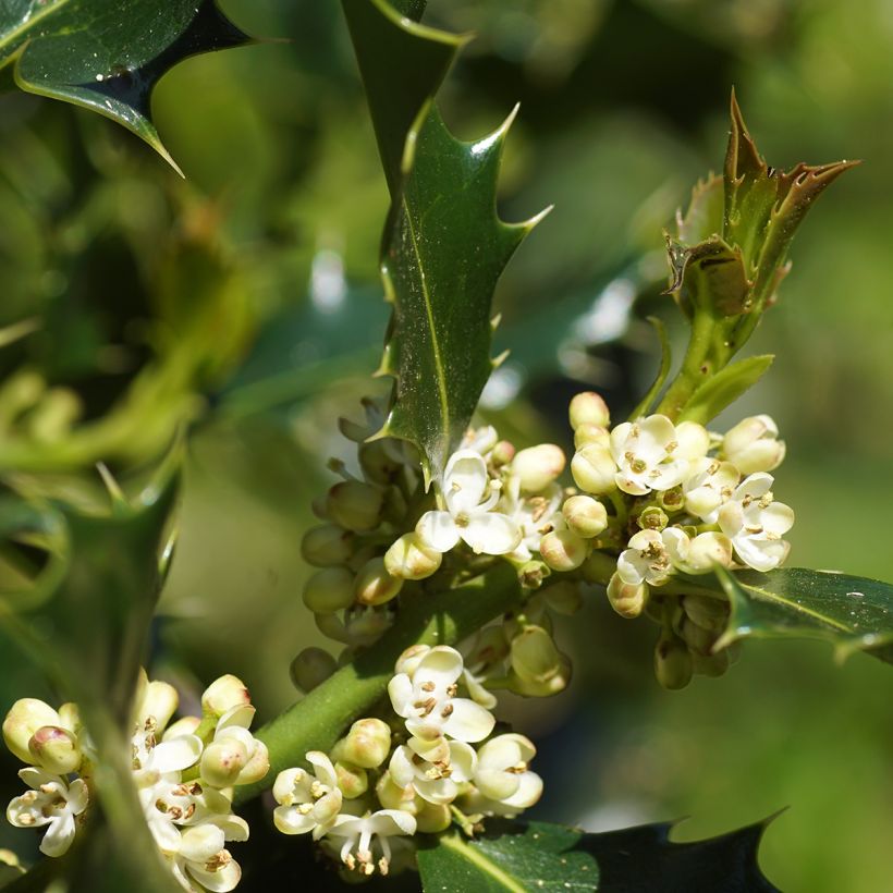 Ilex aquifolium - Hulst (Flowering)