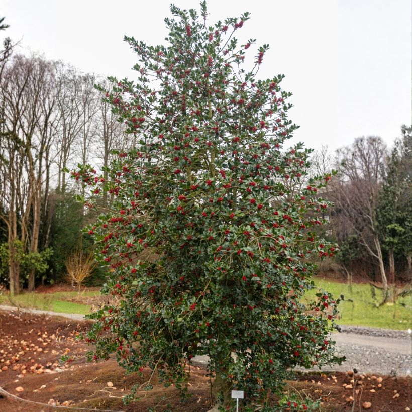 Ilex aquifolium - Hulst (Plant habit)