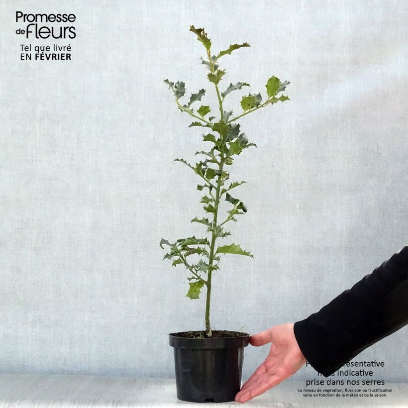 Example of Ilex aquifolium - Hulst Kweekpotje van 8/9 cm as you get in hiver