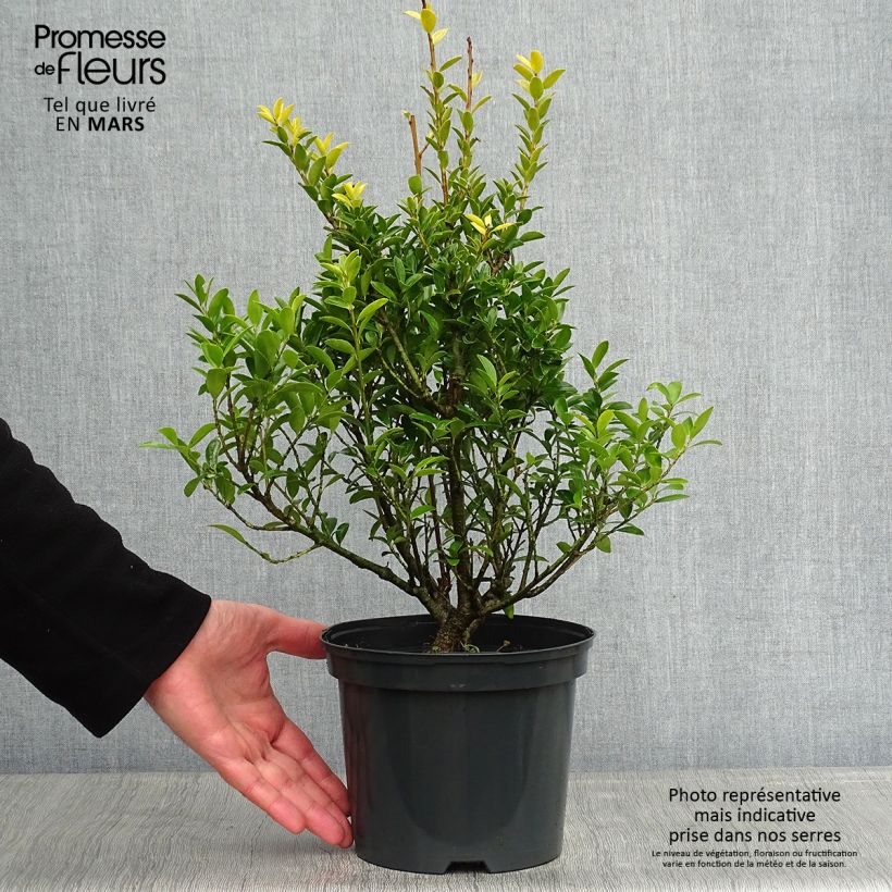 Example of Houx crénelé - Ilex crenata Blondie Pot van 2 l/3 l as you get in hiver