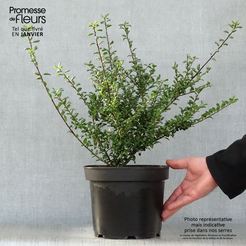 Example of Ilex crenata Convexa - Japanse hulst Pot van 4 l/5 l as you get in hiver
