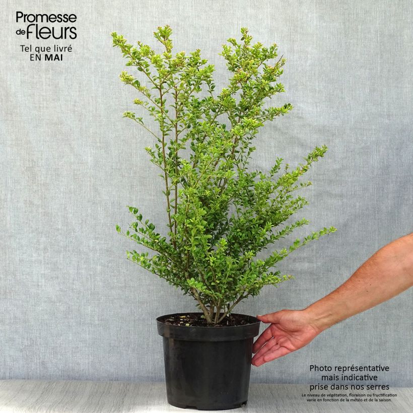 Exemplaar van Ilex crenata Convexa - Japanse hulst Pot van 7,5 l/10 l zoals geleverd in de lente