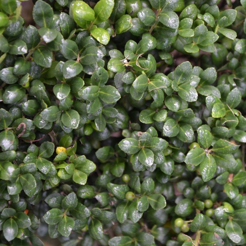 Ilex crenata Convexa - Japanse hulst (Foliage)