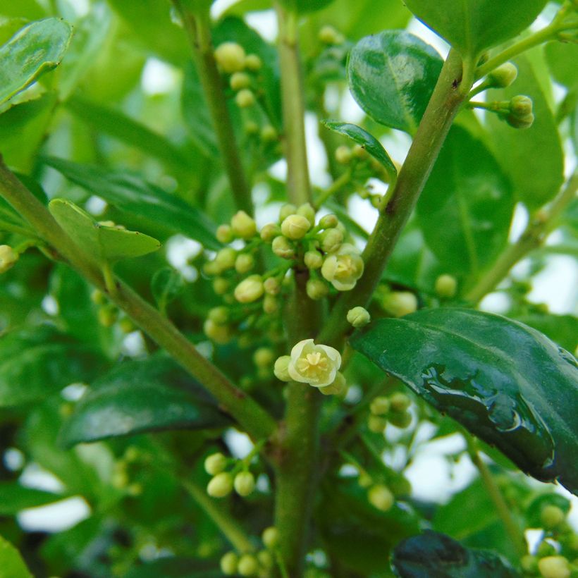 Ilex crenata Dark Green - Japanse hulst (Flowering)